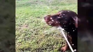 Funniest Animals Video - Try Not To Laugh Dogs And Cats 2024