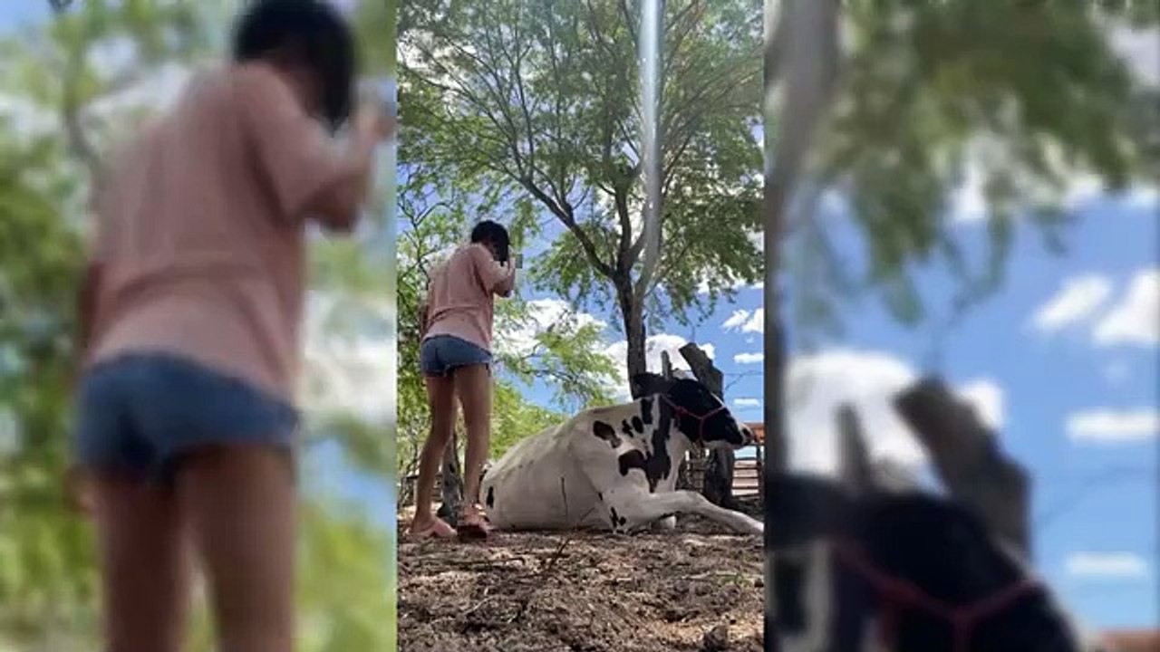 Funniest Animals Videos 2024  - Try Not To Laugh Dogs And Cats