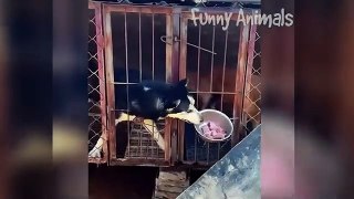 Dogs And Cats Funniest Videos  - Best Funny Animals Videos Of The 2024