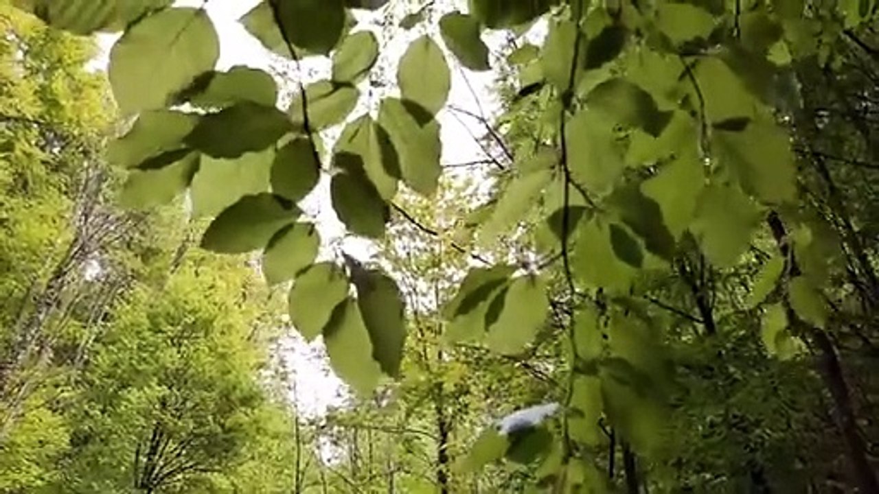 The Wind Blows