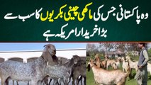 Wo Pakistani Jis Ki Makhi Cheeni Goats Ka Kharidar America Hai | Makhi Cheena Bakra