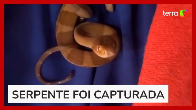 Moradora encontra cobra pendurada em varal ao recolher roupas em SC