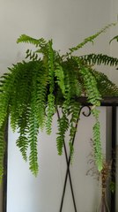 Plantas perigosas: conheça as espécies que oferecem risco à saúde