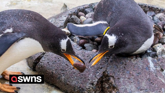 Penguins given painted pebbles - to celebrate the start of breeding season