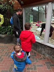 Chimps React to Man's Prosthetic Leg