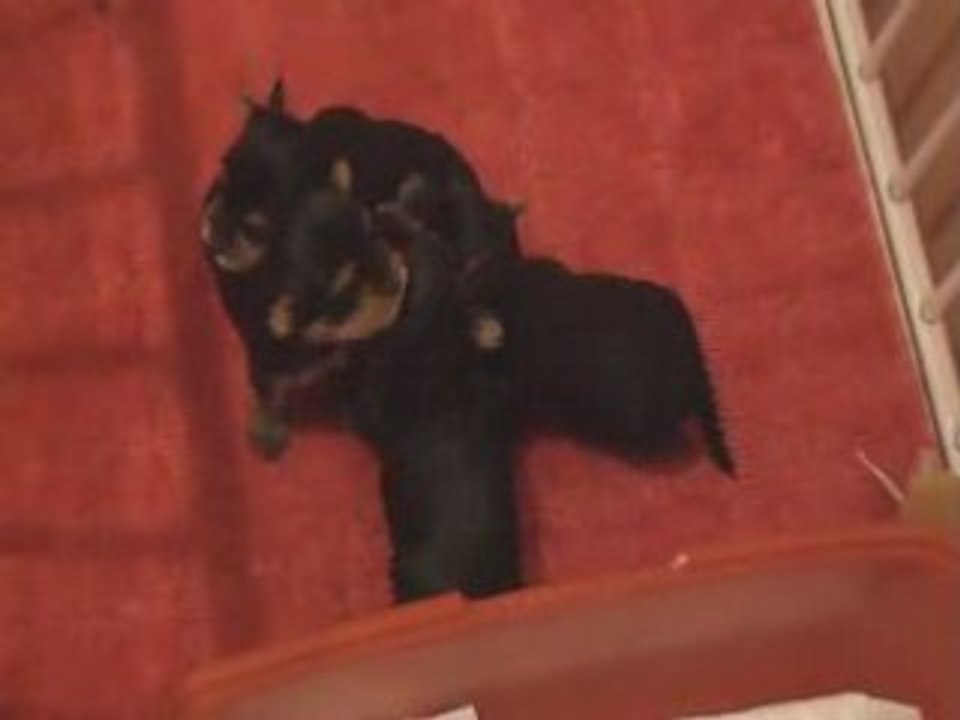 Video_1 chiots