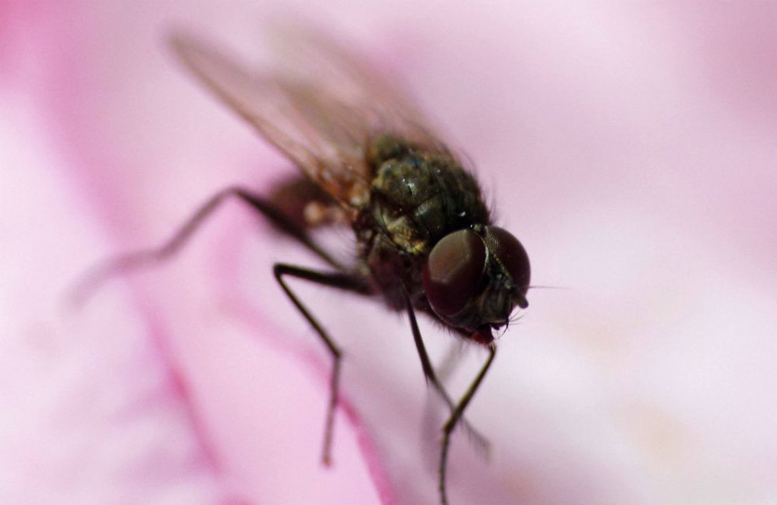 Fruit flies could prevent the growth of brain tumours