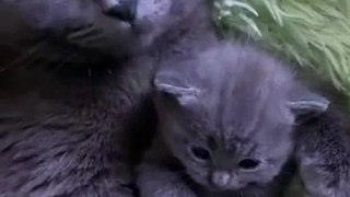 cute cat and kitten| mom cat and kitten