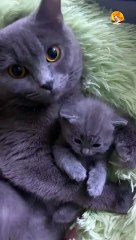 cute cat and kitten| mom cat and kitten