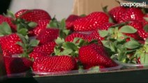 Regalan 2.000 tarrinas de fresas en la Puerta del Sol de Madrid