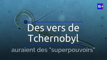 Des vers de Tchernobyl auraient des "superpouvoirs"
