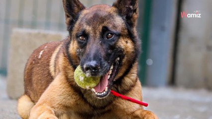 Après une vie enfermé dans un garage au milieu de ses excréments, ce chien rêve de sortir du refuge
