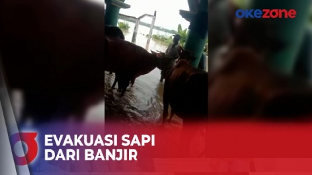 Terjebak Banjir Sampang, Sapi Warga Terpaksa Dievakuasi ke Masjid