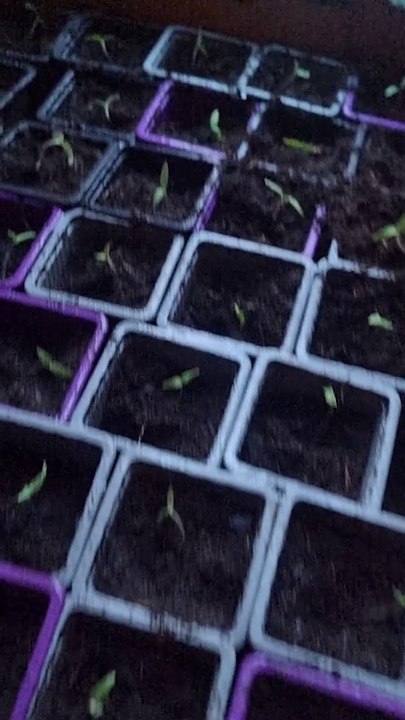 Mon Potager #28 : Le plante les tomates en pot individuel ! Exclusivité Dailymotion