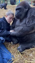 Une femme traîne avec des gorilles à dos argenté dans son sanctuaire !