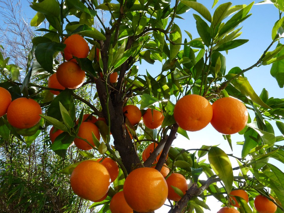 Cultiver ses agrumes grâce à Jean-Yves Meignen sur France Bleu Drôme Ardèche