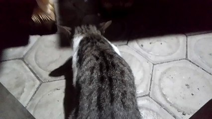 cat weirdness