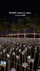 10.000 roses