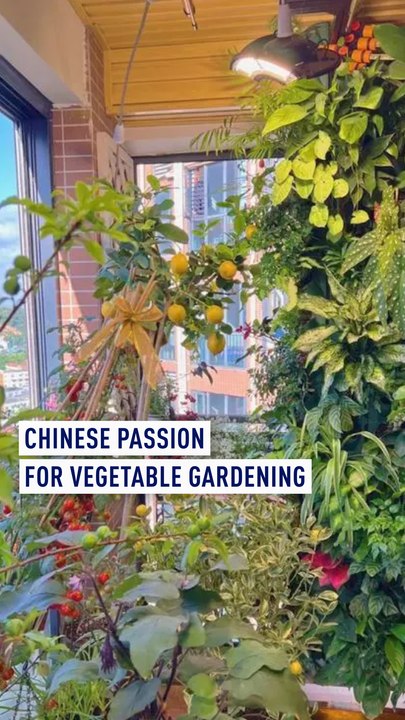 Why do Chinese people like growing vegetables?
