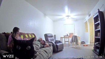 Cat Stares Into Camera