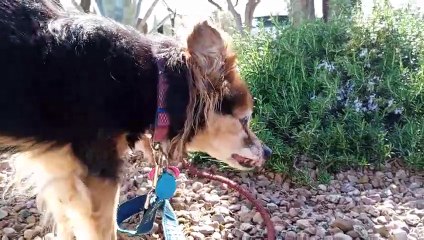 Ozzyta Villanova just had some hamburger before our walk so they're relaxed I held little appeal VID_20240311_153043277