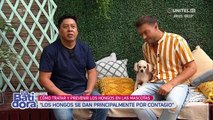 ¿Hongos en las mascotas? Claves para identificar este problema que muchas veces suele confundirse