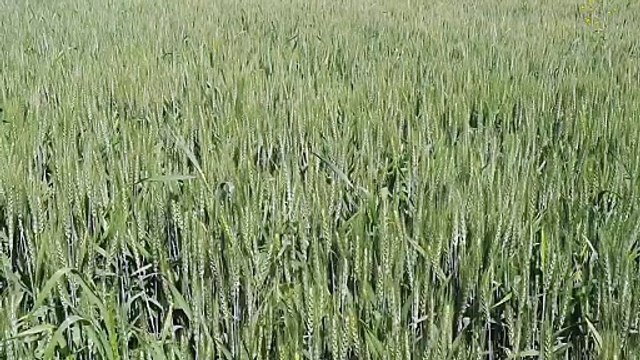 फसल पकने में अभी समय शेष, गेहूं की एमएसपी खरीद का नहीं हुआ श्रीगणेश