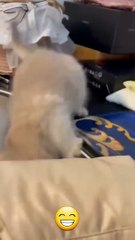 Funny cat videos _ cute cats _ Try not to laugh _ Cat videos Compilation #shorts