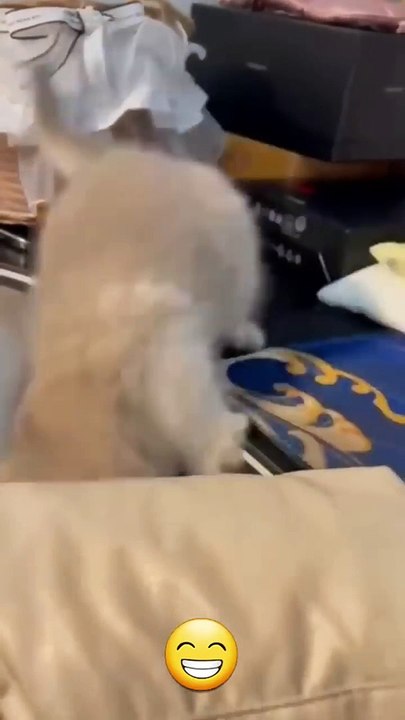 Funny cat videos _ cute cats _ Try not to laugh _ Cat videos Compilation #shorts
