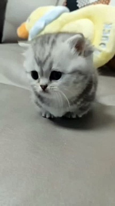 Cute baby kitten meow ❤️ #shorts