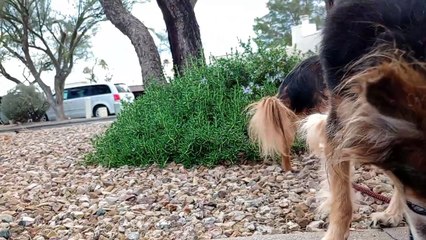 Ozzyta Villanova did their business which was good; Villanova had hot dogs; calm as we saw nobody VID_20240309_161556026