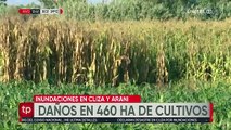 Más de 460 hectáreas en Cliza y Arani están afectadas por las constantes lluvias