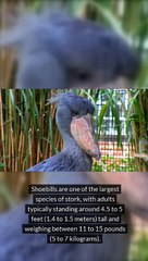 Facts About Shoebill Stork