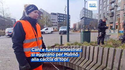 Svezia: a Malmö cani e furetti a caccia di topi in vista dell'Eurovision 2024