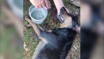 Revoltante: Imagens mostram cachorra 'agonizando' em caso de maus-tratos em Cascavel