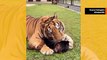 Söpö, mutta pelottava video: valtava tiikeri ja rottweiler-koira ovat parhaita ystäviä