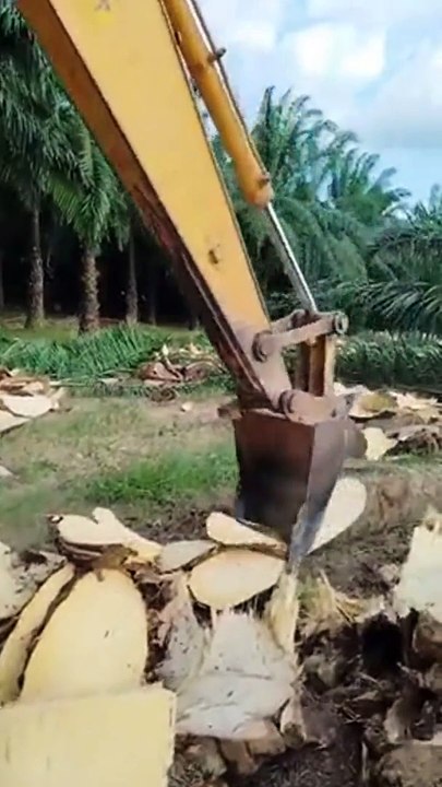 Comment faire des chips de bois d'arbre...