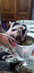 Sharing a Drink With Orphaned Opossum Babies