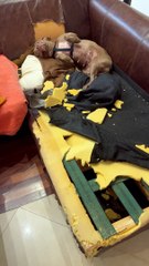 Dog Destroys Couch When Left Alone