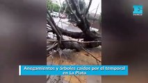Anegamientos y árboles caídos por el temporal en La Plata
