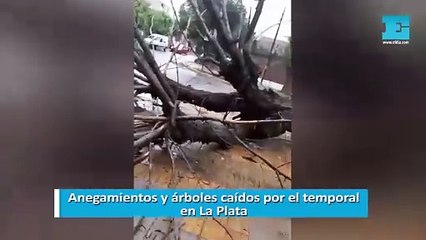 Anegamientos y árboles caídos por el temporal en La Plata