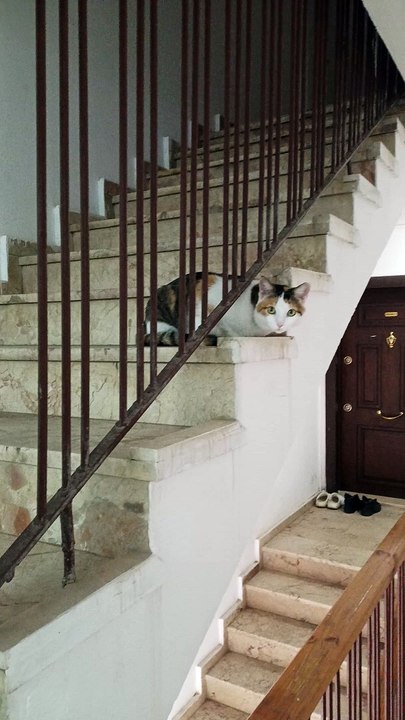 Tatlı kedi