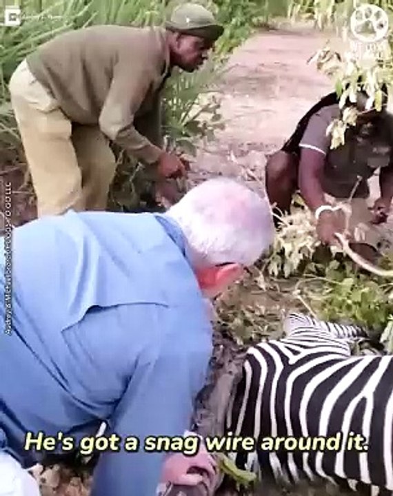 Heroes help zebra trapped in wire