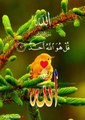 surah ikhlas with urdu translate