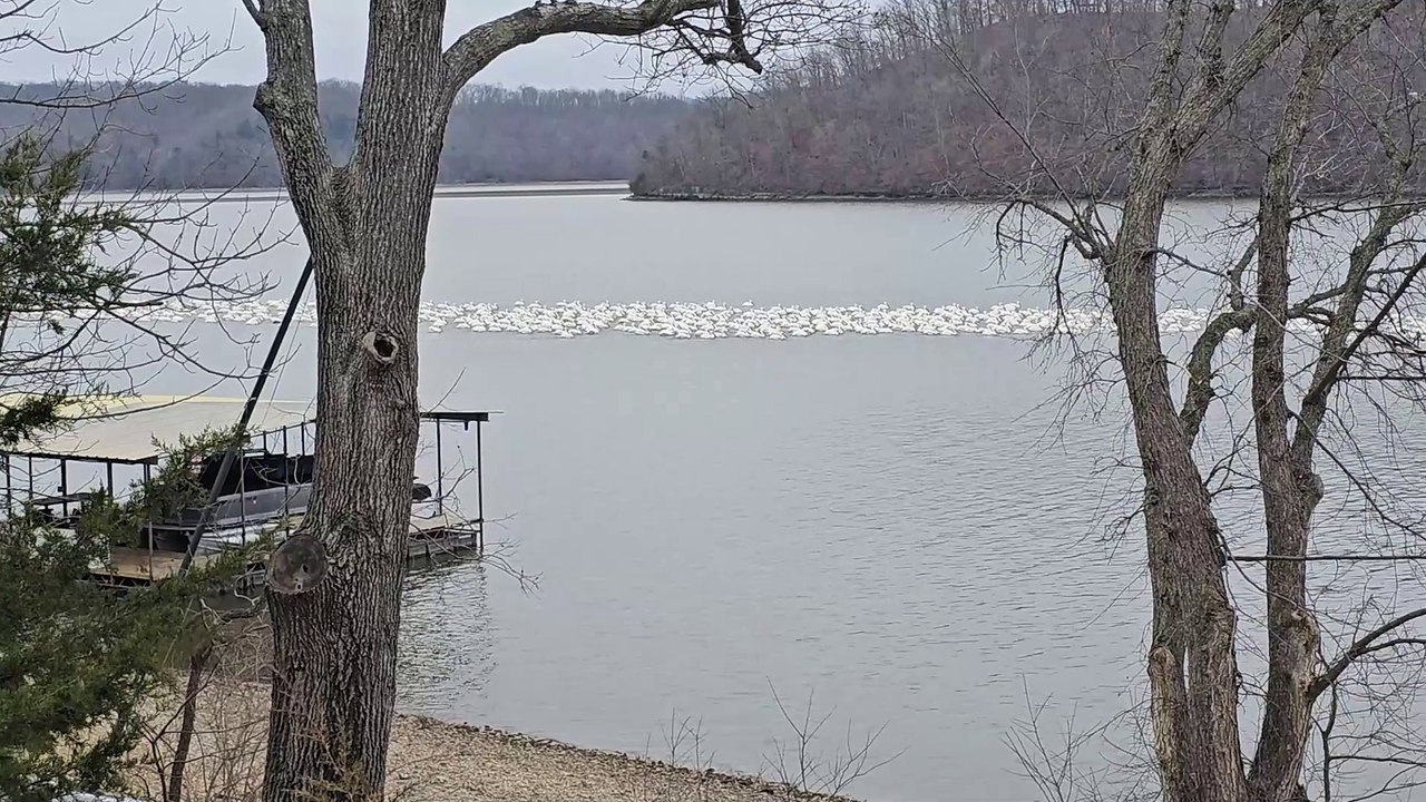 Giant Pod Of Pelicans