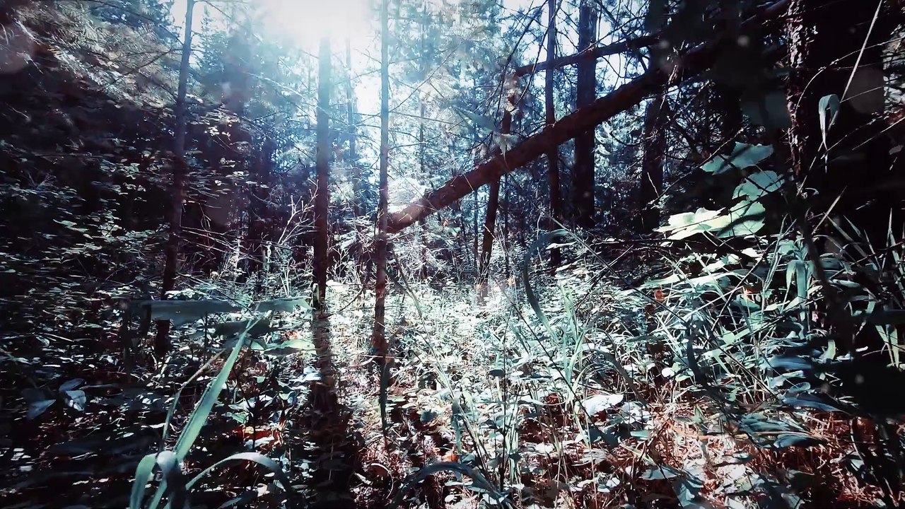 MÚSICA PARA DORMIR PERROS: COLECCIÓN DE 15 MINUTOS