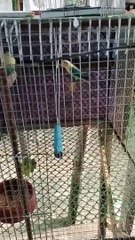 bird pets