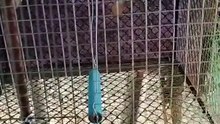 bird pets