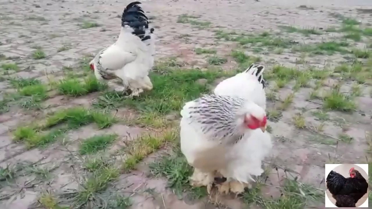 COlumbian Light Brahma