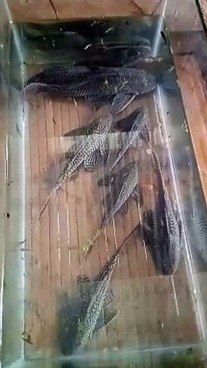 Janitor Fish